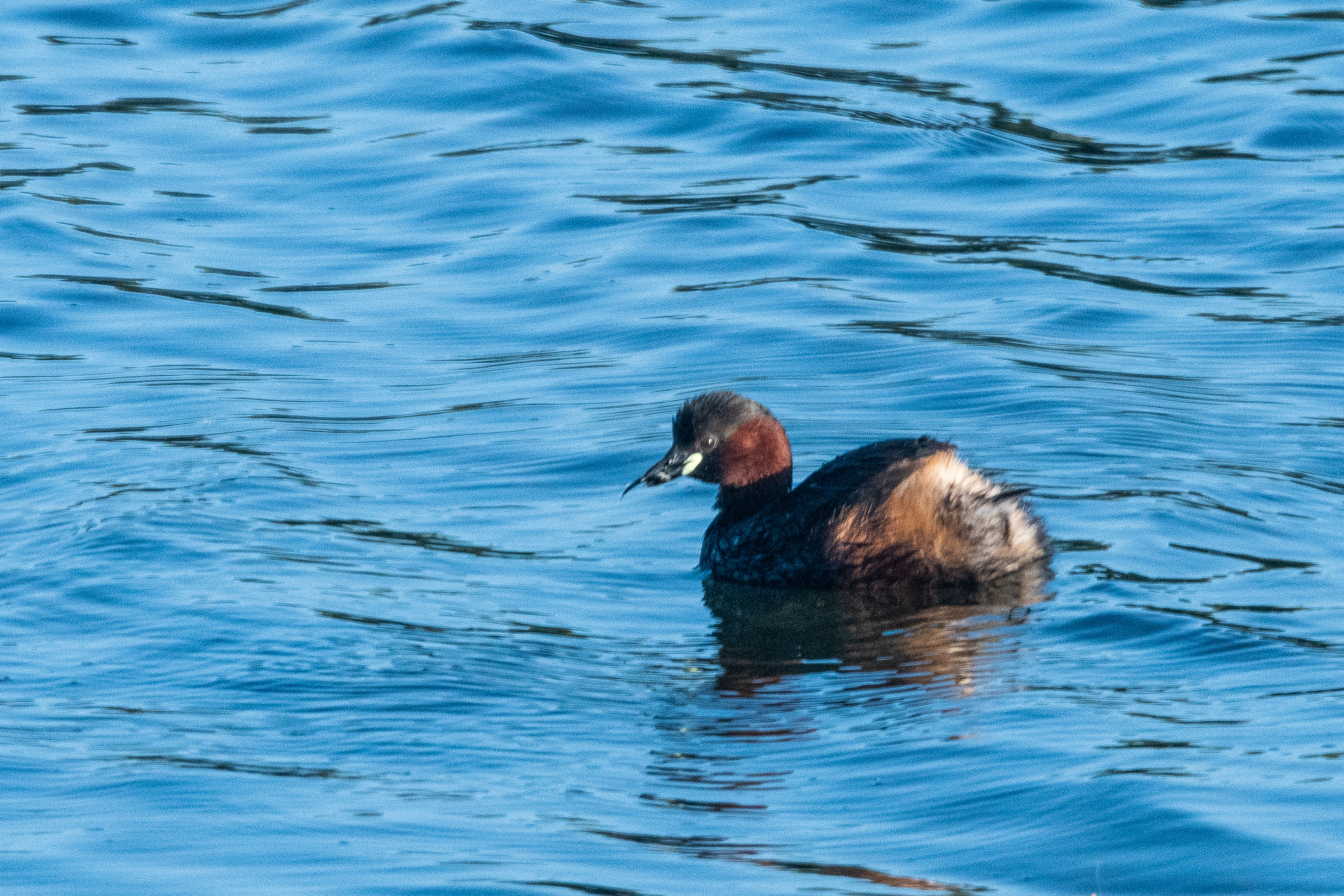 Grèbe Castagneux (Little grebe, Tachybaptus ruficollis), adulte nuptial, Dépôt 54 de la Réserve Naturelle de Mont-Bernanchon, Hauts de France.